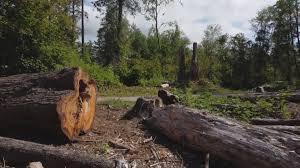  Kings Bay Base, GA Tree Removal Services Pros